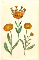 Calendula officinalis (trädgårdsringblomma)