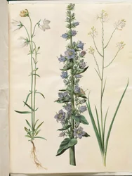 Campanula persicifolia (smalbladet kloke); Pyramidklocka (pyramidklocka); Anthericum ramosum (grenet edderkopurt)
