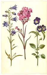 Campanula rotundifolia (lilla klocka); Silene viscaria (vanlig tjärnejlika); Viola tricolor (vanlig pensé)