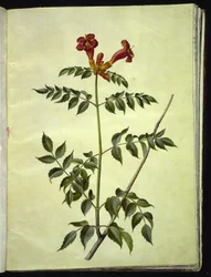 Campsis radicans (vanlig trumpetblomma)