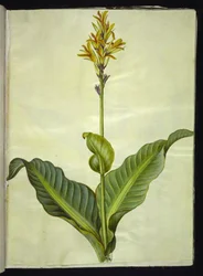 Canna indica (ätbar canna)