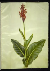 Canna indica (ätbar canna)