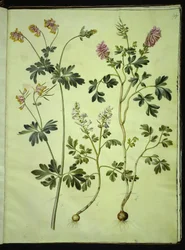 Capnoides sempervirens (harlekin); Corydalis solida (långskaftad larksporre)