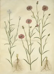Centaurea cyanus (blåklint)