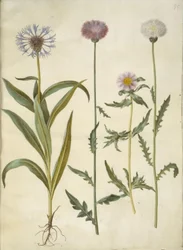 Centaurea montana (fjällknut); Amberboa moschata (doft sultan)