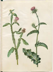 Centaurea seridis; Silybum marianum (vanlig mjölktistel)