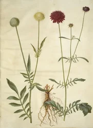 Cephalaria leucantha (vitfjällshuvud); Scabiosa atropurpurea (änkeblomma)