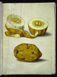 Citrus medica (cedrat)