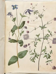 Clematis integrifolia (blå perenn clematis); Clematis viticella (italiensk ranka)