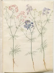 Consolida Regalis (Korn-Riedersfoor)