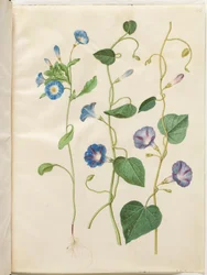 Convolvulus tricolor (jungfrukjol); Ipomoea purpurea (Purple Magnolia)