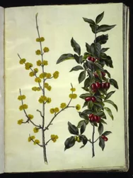 Cornus mas (körsbärskornell)