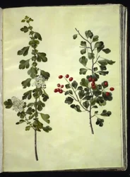 Crataegus laevigata (vanlig hagtorn)