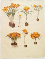 Krokus angustifolius (balkan-krokus)