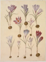 Crocus vernus (vårkrokus)