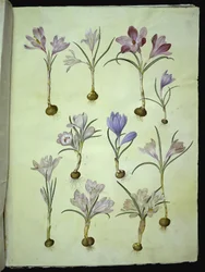 Crocus vernus (vårkrokus)