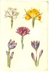 Vårkrokus (vår-krokus); Crocus narrowfolius (Balkankrokus); Bulbocodium vernum (?) (vår-lysblomst)