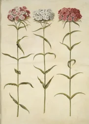 Dianthus barbatus (studentnejlika)