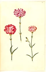 Dianthus caryophyllus (trädgårdsnejlika)
