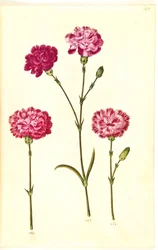 Dianthus caryophyllus (trädgårdsnejlika)