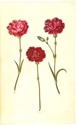 Dianthus caryophyllus (trädgårdsnejlika)