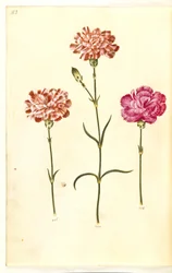 Dianthus caryophyllus (trädgårdsnejlika)