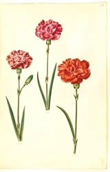 Dianthus caryophyllus (trädgårdsnejlika)