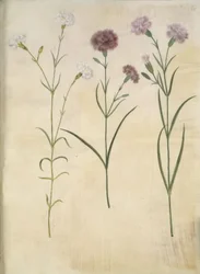 Dianthus plumarius (fjädernejlika)