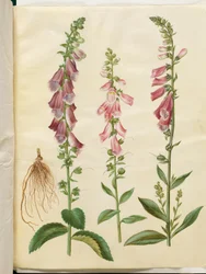 Digitalis purpurea (röd fingerborgsblomma)