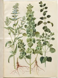 Dracocephalum moldavica (moldavisk dragehoved); Moluccella spinosa (tornet tragtbæger); Melissa officinalis (citron-melisse)