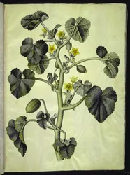Ecballium elaterium
