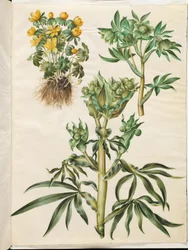 Eranthis vinter (har varit); Grön Helleborus (grön nyserod); Helleborus fetidus (stinkande nyserod)
