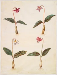 Erythronium dens-canis (äkta hundtand)