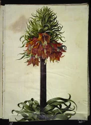 Fritillaria imperialis (kronkejsare)