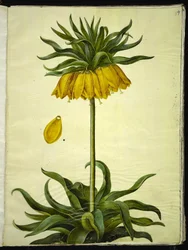 Fritillaria imperialis (kronkejsare)