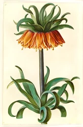 Fritillaria imperialis (kronkejsare)