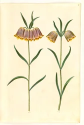 Fritillaria meleagris (vanligt huggormägg)