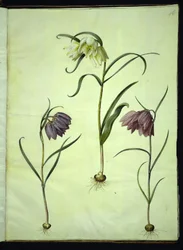 Fritillaria meleagris (vanligt huggormägg)