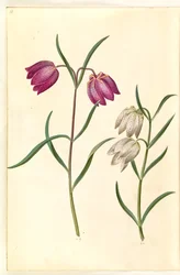 Fritillaria meleagris (vanligt huggormägg)