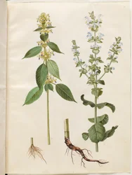 Galeopsis speciosa (hampa kackerlacka); Salvia sclarea (brokig salvia)