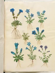 Gentiana acaulis (gentiana utan stam); Gentiana verna (vårgentiana); Gentiana acaulis (gentiana utan stam); Gentiana (art av gentiana)
