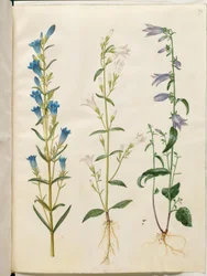 Gentiana pneumonanthe (klockgentiana); Campanula patula (ängsklocka); Campanula rapunculoides (ensidig klocka)