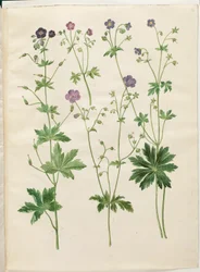 Geranium phaeum (vågkrönt storknäbb); Geranium sylvaticum (trästorknäbb)