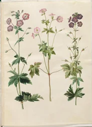 Geranium phaeum (vågkrönt storknäbb); Geranium versicolor (nätstorknäbb)