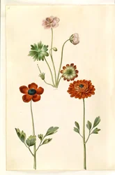 Geranium sanguineum striatum (stribet storkenæb); Ranunculus asiatica (har ranunkel)