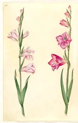 Gladiolus communis (vanlig gladiolus)