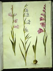 Gladiolus communis (vanlig gladiolus)