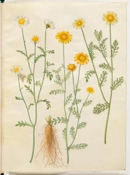 Glebionis coronaria (crown oxeye)
