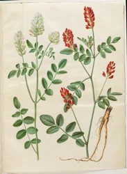 Hedysarum coronarium (röd tuppklöver)