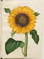 Helianthus annuus (vanlig solros)